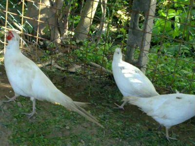 398339_388494114507096_236287171_n.jpg (41.02 KiB) Osservato 1082 volte 398339_388494114507096_236287171_n.jpg