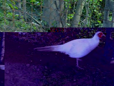 546448_388494854507022_717628879_n.jpg (36.2 KiB) Osservato 1080 volte 546448_388494854507022_717628879_n.jpg