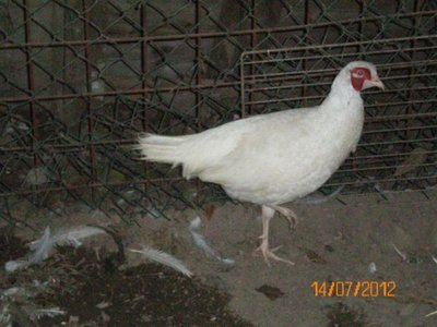 402892_445663445456829_935995618_n (1).jpg (47.81 KiB) Osservato 991 volte 402892_445663445456829_935995618_n (1).jpg