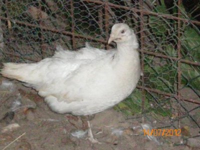 548146_445663142123526_1384962506_n (1).jpg (50.34 KiB) Osservato 991 volte 548146_445663142123526_1384962506_n (1).jpg