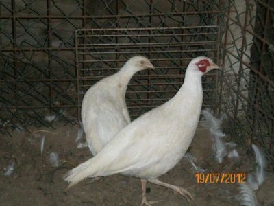 599829_447662005256973_1969201310_n (1).jpg (45 KiB) Osservato 991 volte 599829_447662005256973_1969201310_n (1).jpg