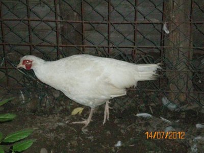 319390_445664488790058_1944205459_n (1).jpg (47.06 KiB) Osservato 989 volte 319390_445664488790058_1944205459_n (1).jpg