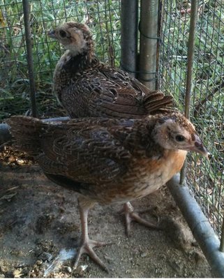 fagiagallo2.JPG (67.02 KiB) Osservato 1346 volte fagiagallo2.JPG