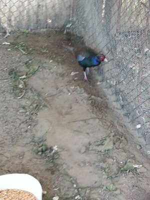 foto miste 395.jpg (95.68 KiB) Osservato 823 volte foto miste 395.jpg