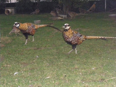 venerati giamp.jpg (97.18 KiB) Osservato 1121 volte venerati giamp.jpg