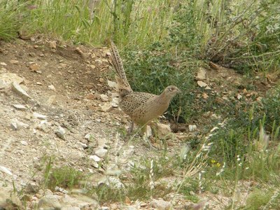 095.jpg (132.61 KiB) Osservato 822 volte 095.jpg