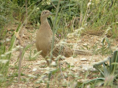 098.jpg (112.03 KiB) Osservato 822 volte 098.jpg