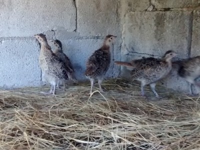 Fagianotti2.jpg (398.46 KiB) Osservato 5027 volte Fagianotti2.jpg