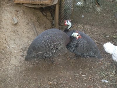 image.jpg (131.85 KiB) Osservato 1271 volte image.jpg