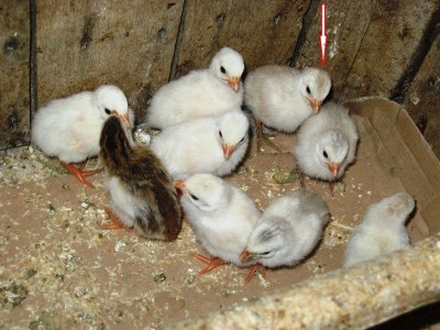 FOTO 1.JPG (186.1 KiB) Osservato 2006 volte FOTO 1.JPG