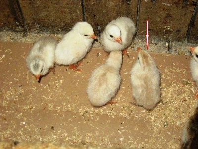 FOTO 2.JPG (177.64 KiB) Osservato 2008 volte FOTO 2.JPG