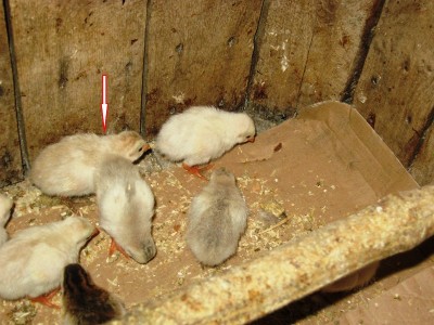 FOTO 3.JPG (185.2 KiB) Osservato 2008 volte FOTO 3.JPG