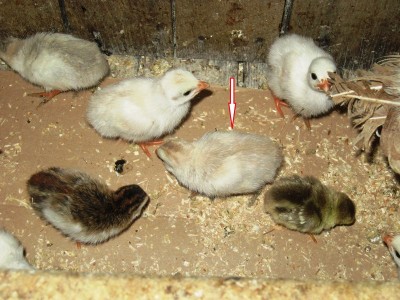 FOTO 4.JPG (197.8 KiB) Osservato 2006 volte FOTO 4.JPG