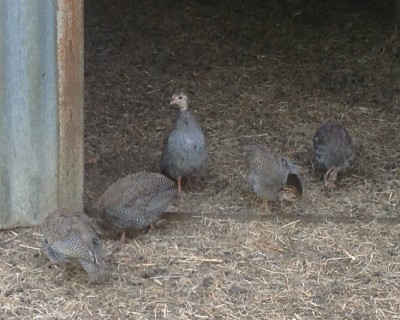 image.jpg (183.43 KiB) Osservato 1962 volte image.jpg