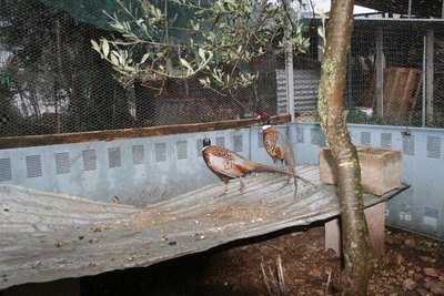 12.JPG (116.09 KiB) Osservato 1600 volte 12.JPG