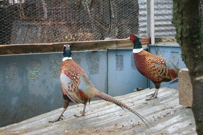 13.JPG (100.95 KiB) Osservato 1600 volte 13.JPG