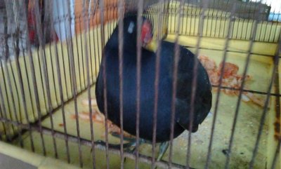 Foto0278.jpg (81.26 KiB) Osservato 2201 volte Foto0278.jpg