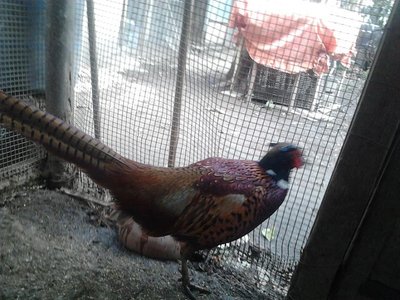 Foto0400.jpg (139.95 KiB) Osservato 2981 volte Foto0400.jpg