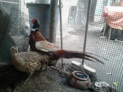 Foto0399.jpg (168.55 KiB) Osservato 2981 volte Foto0399.jpg