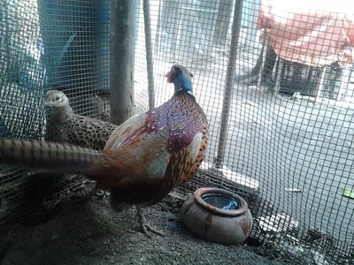 Foto0398.jpg (172.27 KiB) Osservato 2981 volte Foto0398.jpg