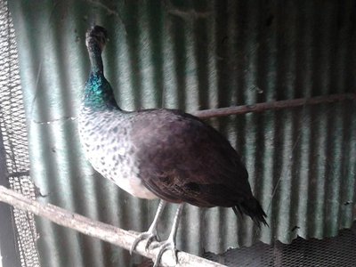 Foto0401.jpg (104.38 KiB) Osservato 2981 volte Foto0401.jpg