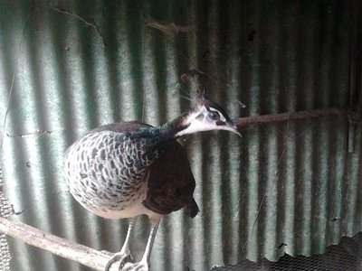 Foto0402.jpg (110.28 KiB) Osservato 2980 volte Foto0402.jpg