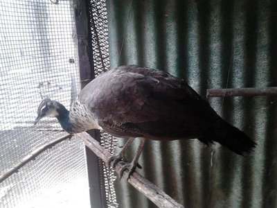 Foto0403.jpg (128.98 KiB) Osservato 2981 volte Foto0403.jpg