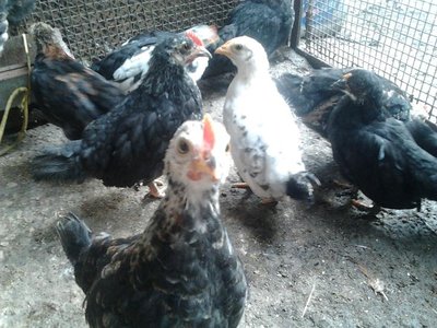 Foto0405.jpg (138.42 KiB) Osservato 2569 volte Foto0405.jpg