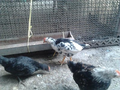 Foto0406.jpg (141.03 KiB) Osservato 2570 volte Foto0406.jpg