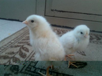 Foto0407.jpg (68.89 KiB) Osservato 2570 volte Foto0407.jpg