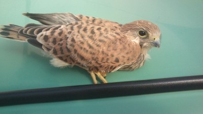 DSC_0799.jpg (74.14 KiB) Osservato 1248 volte DSC_0799.jpg