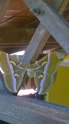 IMG-20160521-WA0002.jpg (78.98 KiB) Osservato 1150 volte IMG-20160521-WA0002.jpg