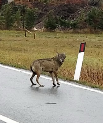 lupa.jpg (99.35 KiB) Osservato 884 volte lupa.jpg