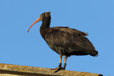 post-665-0-67626100-1455118706.jpg (139.97 KiB) Osservato 927 volte post-665-0-67626100-1455118706.jpg