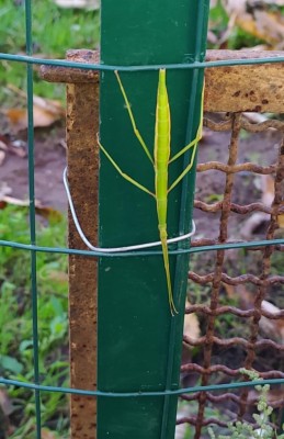 IMG_20201027_234338.jpg (84.08 KiB) Osservato 1343 volte IMG_20201027_234338.jpg