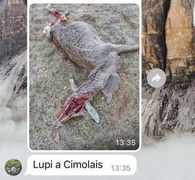 IMG-20250205-WA0002.jpg (200 KiB) Osservato 3790 volte IMG-20250205-WA0002.jpg