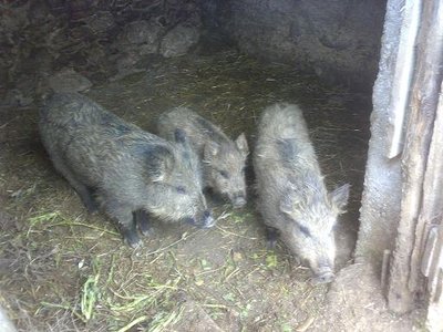 Cinghiali5.jpg (71.5 KiB) Osservato 1223 volte Cinghiali5.jpg