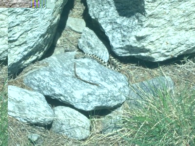 100_4063.jpg (161.94 KiB) Osservato 1441 volte 100_4063.jpg