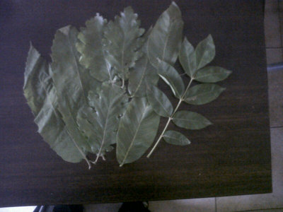 Foglie di bosco. / 170.jpg 170.jpg