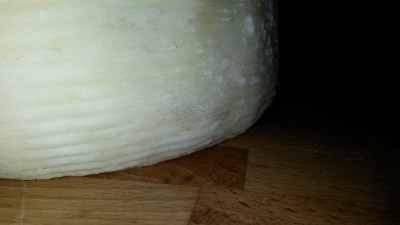 muffa / rid5.jpg rid5.jpg