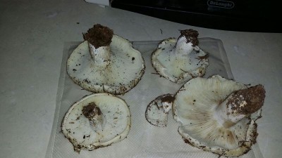 foto1.jpg (56.06 KiB) Osservato 1376 volte foto1.jpg