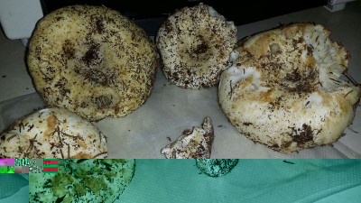 foto2.jpg (92.4 KiB) Osservato 1376 volte foto2.jpg