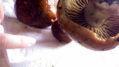 Foto lamelle. / Photo 58.jpg Photo 58.jpg