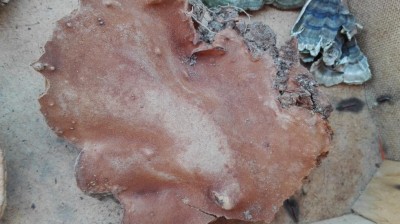 IMG_20160722_142838.jpg (95.03 KiB) Osservato 1305 volte IMG_20160722_142838.jpg