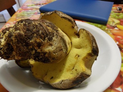 SAM_7489.JPG (86.98 KiB) Osservato 1188 volte SAM_7489.JPG