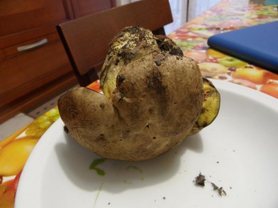 SAM_7492.JPG (66.3 KiB) Osservato 1188 volte SAM_7492.JPG