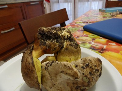 SAM_7494.JPG (86.68 KiB) Osservato 1134 volte SAM_7494.JPG