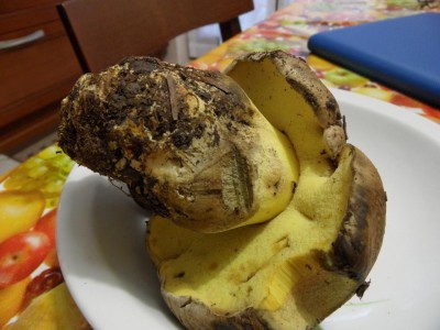 SAM_7490.JPG (86.21 KiB) Osservato 1188 volte SAM_7490.JPG