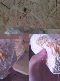 IMG_20161005_183350.jpg IMG_20161005_183350.jpg