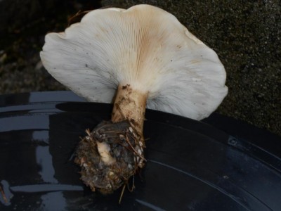 DSCN1412.JPG (62.97 KiB) Osservato 2091 volte DSCN1412.JPG